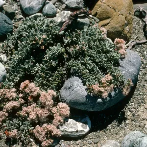 Erigonum pondii, Cedros Island
