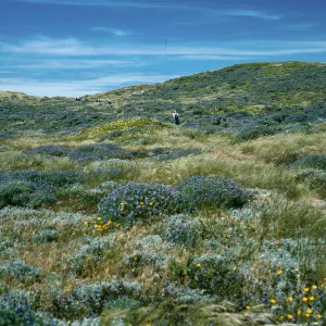 San Miguel Island, Lupinus (Lupine),, Harris Point Trail