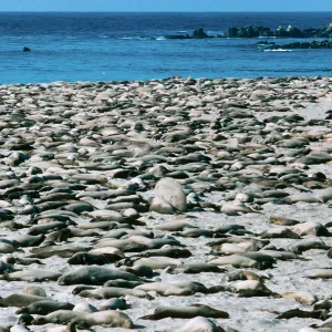 San Miguel Island, Elephant Seals, Point Bennett