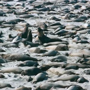 San Miguel Island, Elephant Seals, Point Bennett
