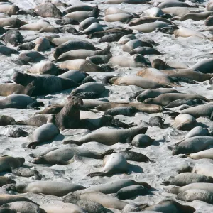 San Miguel Island, Elephant Seals, Point Bennett