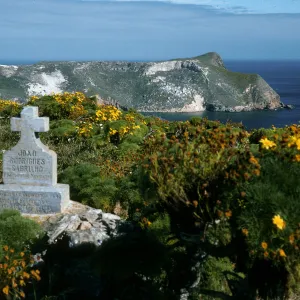 San Miguel Island, Cabrillo Monument, Coreopsis