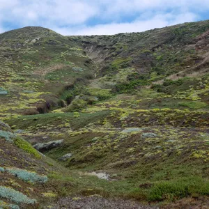San Miguel Island, Malacothrix incana, hills above West end of Simonton Cove, from Range Marker Beach