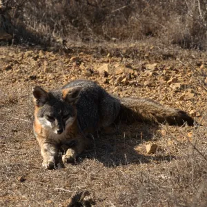 Catalina Island, island fox from KBRT Road