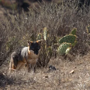 Catalina Island, island fox from KBRT Road