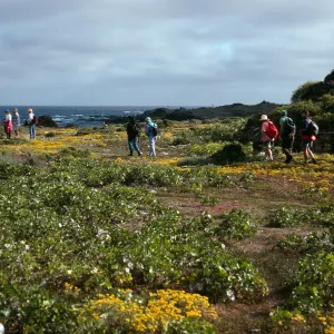 West San Benito Island, flats, North of village, Lavatera venosa