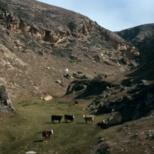 Santa Rosa Island, Lobo Canyon, cattle