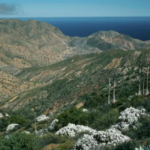 Cedros Island