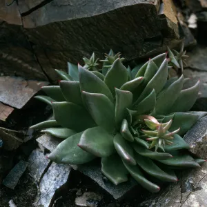 Cedros Island, Dudleya cedroensis, Gran Cañon