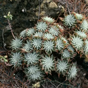 Cedros Island, Dudleya acuminata, West of head of Cañada de la Mina