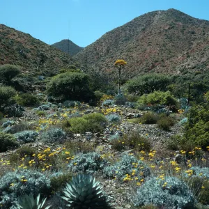 Cedros Island, Viguiera lanata, Cañada de la Mina