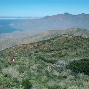 Cedros Island