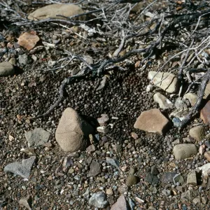 Cedros Island, deer pellets, Gran Cañon