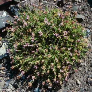 Cedros Island, Monardella thymifolia, Gran Cañon