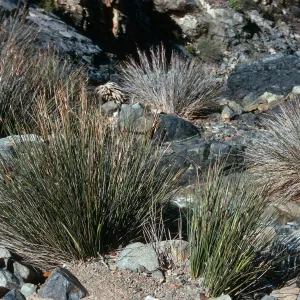 Cedros Island, Juncus, Cañada de la Mina