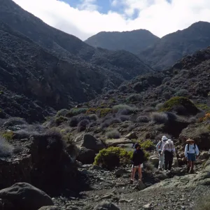 Cedros Island, Arroyo Choyal