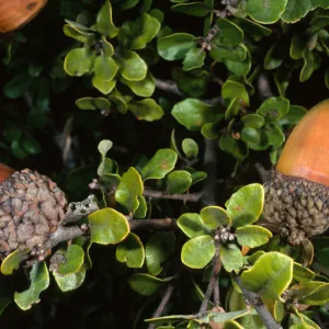Santa Cruz Island, Quercus pacifica