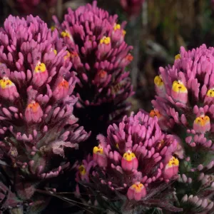 Santa Cruz Island, Orthocarpus near Point Flats, SC-3579