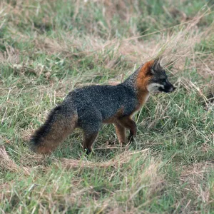 Santa Cruz Island, island fox, East of China Pines, from The Nature Conservancy Exhibit