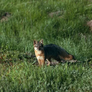 Santa Cruz Island, island fox, East of Christy Ranch