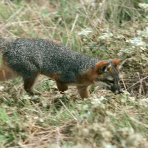 Santa Cruz Island, island fox, East of Christy Ranch