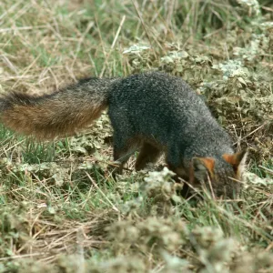 Santa Cruz Island, island fox, East of Christy Ranch