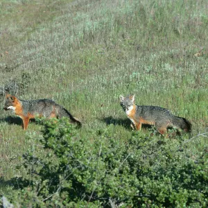 Santa Cruz Island, island foxes, South Ridge Road, Christy Pines
