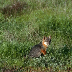 Santa Cruz Island, island fox, East of Christy Ranch