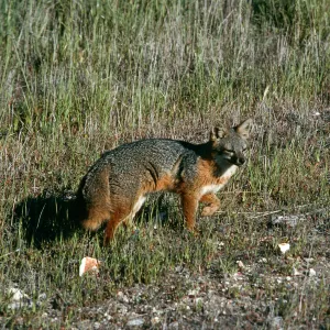 Santa Cruz Island, fox, East of navy base