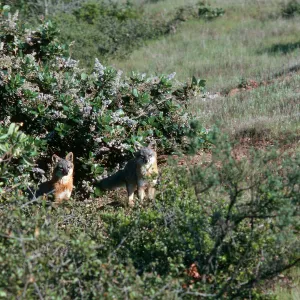 Santa Cruz Island, island foxes, South Ridge Road, by Laguna Canyon