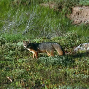 Santa Cruz Island, island fox, East of Christy Ranch