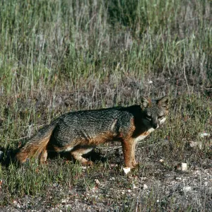 Santa Cruz Island, fox, East of navy base