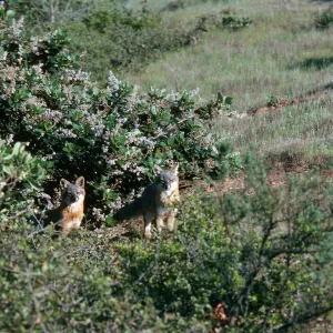 Santa Cruz Island, island foxes, South Ridge Road, by Laguna Canyon
