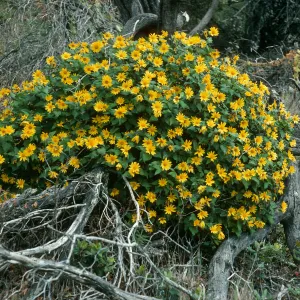 Santa Cruz Island, Venegasia, East of Pelican Bay