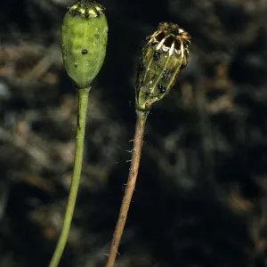 Santa Cruz Island, Papaver califoricum, Christy Pines