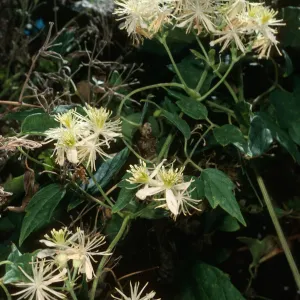 Santa Cruz Island, Clematis ligusticifolia, Willows Beach
