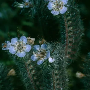 Phacelia cicutaria, SC-2723, San Justiniano Rd,, Santa Cruz Island,