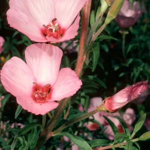 Clarkia, Santa Barbara Botanic Garden, meadow