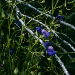 Antirrhinum kelloggii, SC-2720, San Justiniano Road, Santa Cruz Island