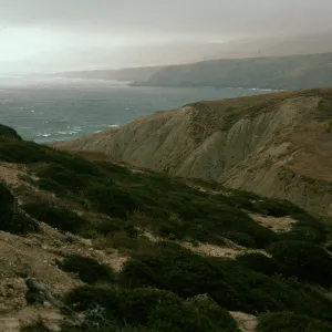 Quercus dumosa on ridge, view of Christy Bay, North of Sauces Canyon, Santa Cruz Island