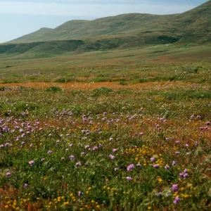Dichelostemma, West of Rancho Nuevo, Santa Cruz Island