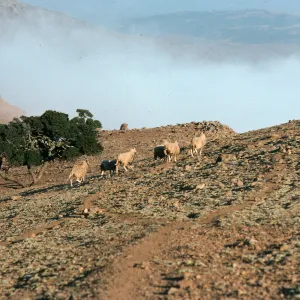 sheep, ridgetop near Alta 2, Santa Cruz Island