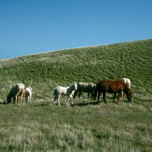 horses, Scorpion/Smugglers Road, Santa Cruz Island
