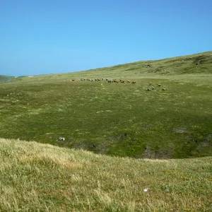 sheep, West of Scorpion Canyon, Santa Cruz Island