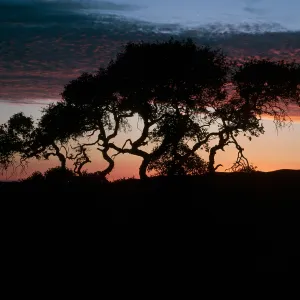 Quercus pacifica,, sunset, South Ridge Road, Santa Cruz Island