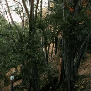 Lyonothamnus, West fork of Orizaba Canyon, Santa Cruz Island