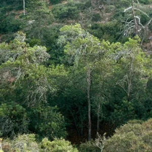 Lyonothamnus grove in South Pines, ~0.3 mile Southeast of Peak 1020, Santa Cruz Island
