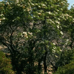 Lyonothamnus, head of Cañada de la Mina, Santa Cruz Island