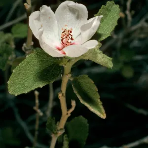 Hibiscus denudatus, Borrego Palm Canyon