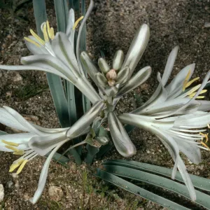 Hesperocallis undulata, Anza Borrego